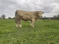 Bull, Charolais cattle — photo 4