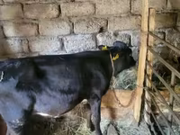 Bull, Cattle — photo 3