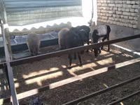 Baran, Owce — zdjęcie 5