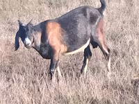 Kozioł, Nubian Goat — zdjęcie 3