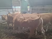 Krowa, Blonde d’Aquitane cattle — zdjęcie 3