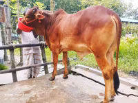 母牛, Cattle — 照片 4
