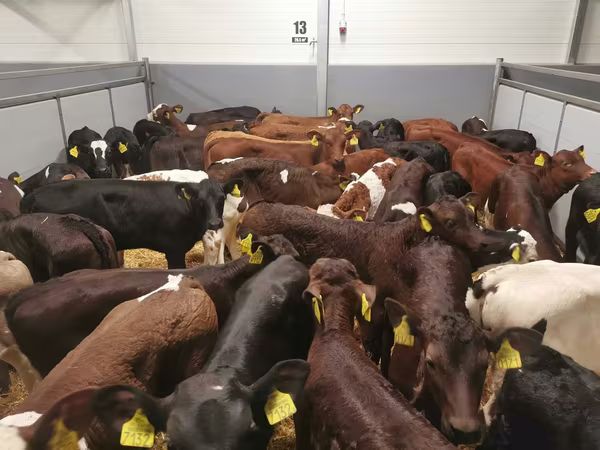 Cow, Cattle