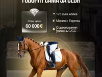 घोड़ा, Friesian sport horse — फ़ोटो 1