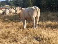 Bull, Charolais cattle — photo 8