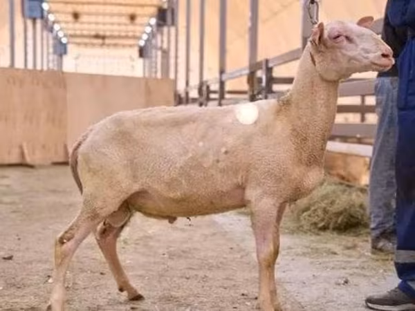 मेढ़ा, East Friesian Dairy sheep