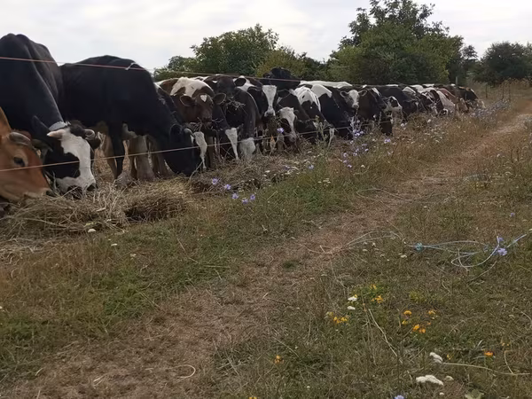 Byk, Bydło
