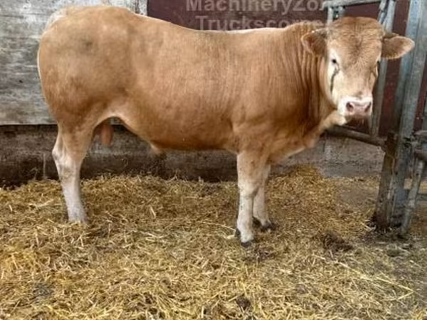 Blonde d’Aquitane cattle