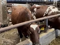 Kuh, Simmental cattle — Foto 2