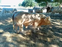 Bull, Charolais cattle — photo 1