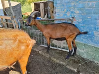 बकरी, Alpine goat — फ़ोटो 2