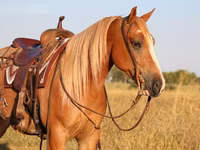 घोड़ा, Gypsy horse — फ़ोटो 6