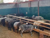 Ram, Sheep — photo 6