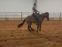 घोड़ी, Quarter Horse — फ़ोटो 6