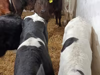 Bull, Cattle — photo 8