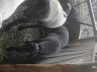 公羊, Rhon sheep — 照片 5