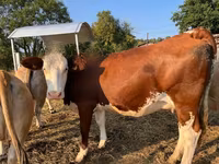 Cow, Montbéliarde — photo 2