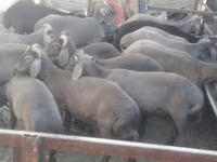 Baran, Arabi sheep — zdjęcie 1