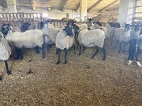母羊, Romanov sheep — 照片 2