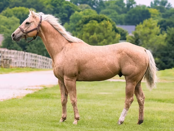 Horse (M), Quarter Horse