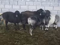 母羊, Tian-Shan semifinewool sheep — 照片 6