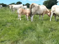 Bull, Blonde d’Aquitane cattle — photo 4