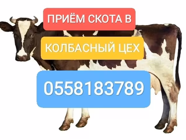 Holstein breed