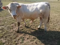 Bull, Charolais cattle — photo 3