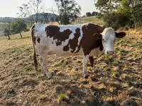 Cow, Montbéliarde — photo 1