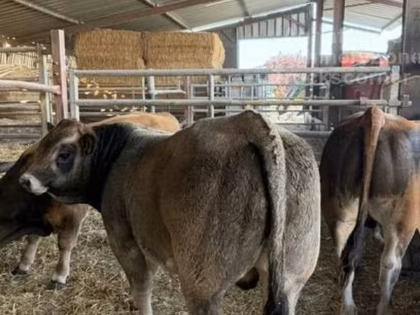 Partenaise cattle
