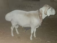 公羊, Rhon sheep — 照片 1