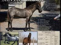 Mare, Rocky Mountain Horse — photo 1