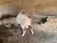 公羊, Rhon sheep — 照片 8