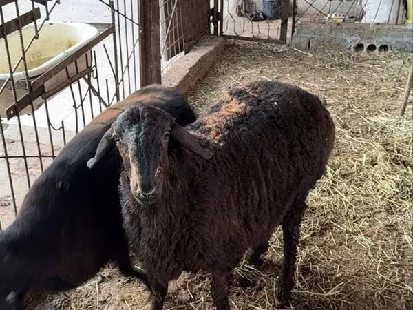 公羊, Sheep