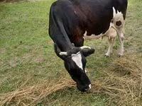Cow, Holstein breed — photo 2
