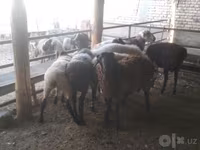 Baran, Arabi sheep — zdjęcie 5