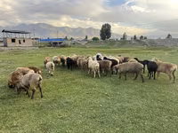 母羊, Merino sheep — 照片 1