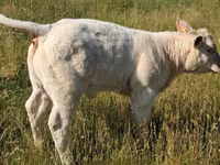 सांड, Charolais cattle — फ़ोटो 7