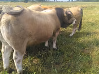 Bull, Aubrac cattle — photo 3