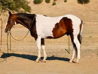 Koń, National Show Horse — zdjęcie 3