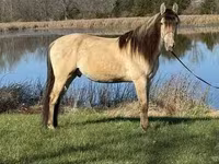 Horse (M), Rocky Mountain Horse — photo 3