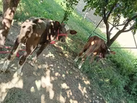Krowa, Red Estonian cattle — zdjęcie 2