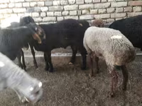 Baran, Owce — zdjęcie 6