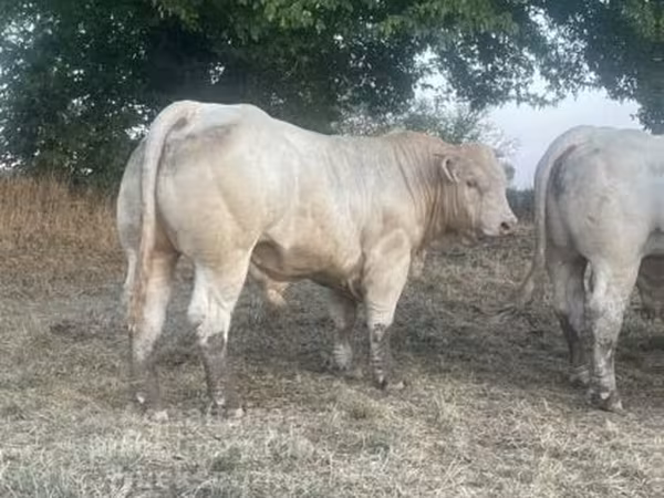Bull, Charolais cattle