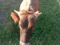 Bull, Cattle — photo 2