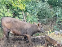 Cow, Cattle — photo 1