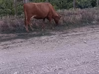 Byk, Bydło — zdjęcie 2