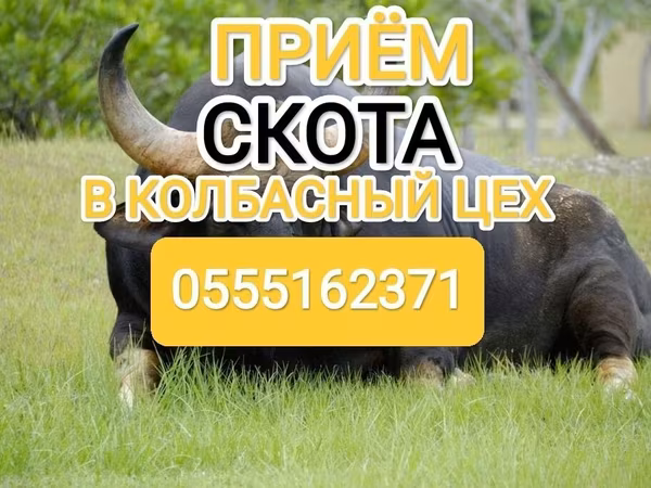 Cattle