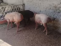 公羊, Arashan sheep — 照片 4