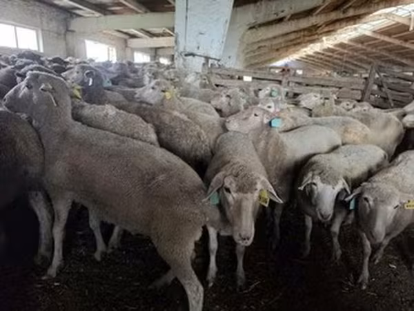 Kuibyshev sheep